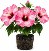 Hibiscus Live Plant, Hardy Hibiscus Flower Plant, Hibiscus Flowering Shrub 5-8 Inch Tall (Pink Blooms)