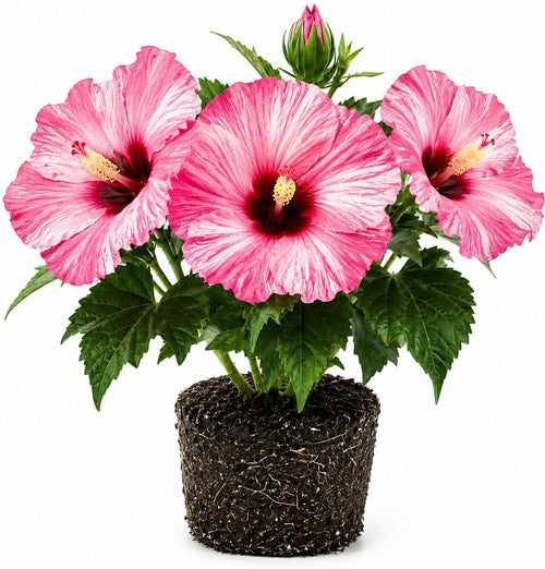 Hibiscus Live Plant, Hardy Hibiscus Flower Plant, Hibiscus Flowering Shrub 5-8 Inch Tall (Pink Blooms)