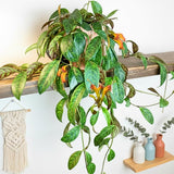 2 Black Pagoda Lipstick Vine Plant, Lipstick Plants Live, 4 Inches Pot for Planting