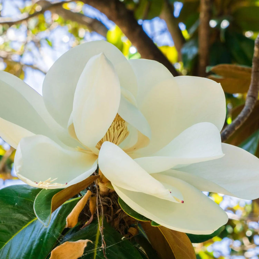 Southern Magnolia Plant Live 8-14 Inch Tall, Fragrant Magnolia Bush Live Plant, Magnolia Flowers for Enhancing Your Garden