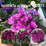 African Violets Live Plant 4-8 Inches Tall, 4 Inch Pot, African Violets Plants Live, Flowering Houseplant for Planting (Bright Magenta African Violets)