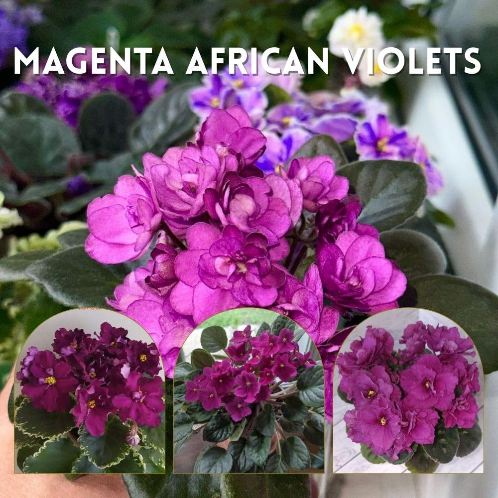 African Violets Live Plant 4-8 Inches Tall, 4 Inch Pot, African Violets Plants Live, Flowering Houseplant for Planting (Bright Magenta African Violets)