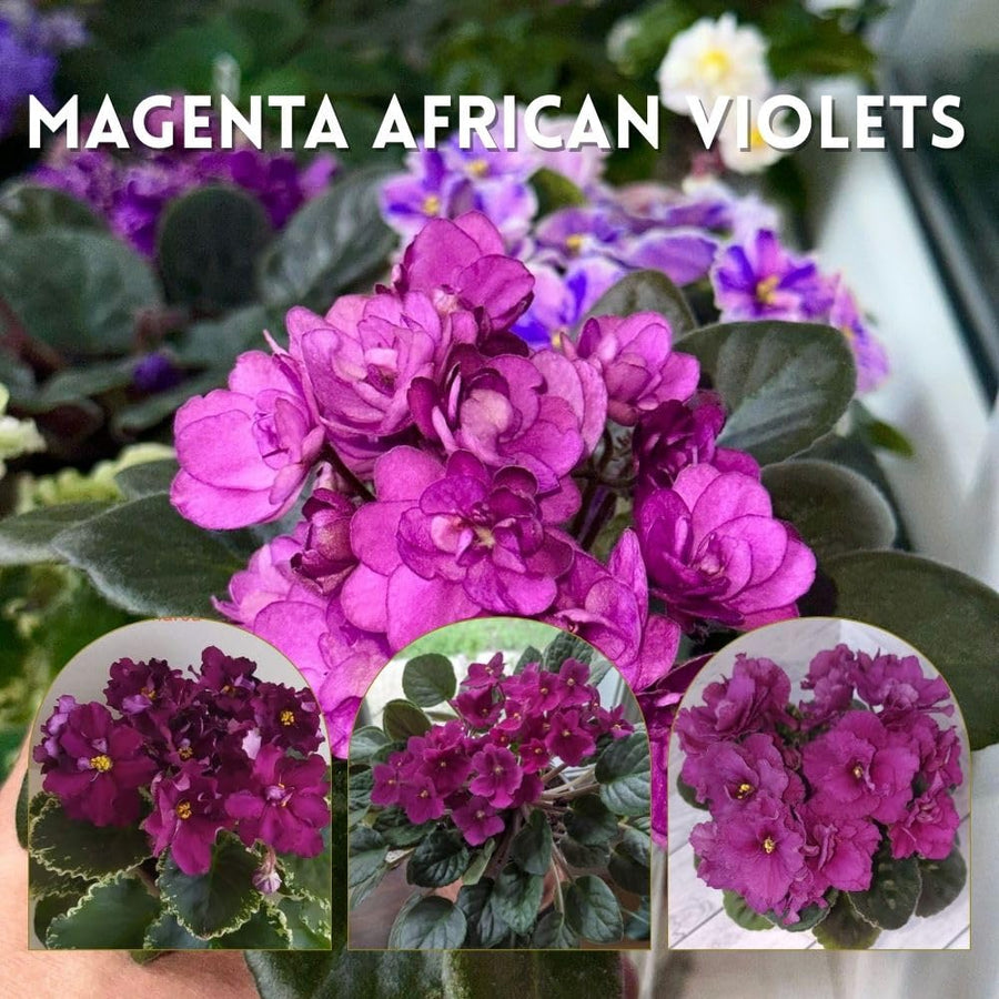 African Violets Live Plant 4-8 Inches Tall, 4 Inch Pot, African Violets Plants Live, Flowering Houseplant for Planting (Bright Magenta African Violets)