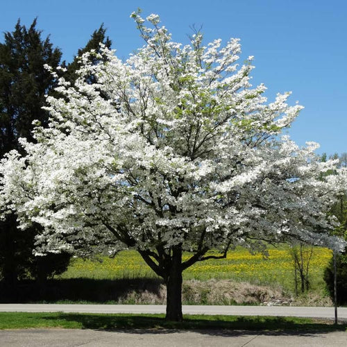 White Kousa Dogwood Flowering Trees Live Plants Shrubs, Quart Pot Size 6-12" Tall Dogwood Tree Bush for Planting Outside