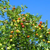 High Yield Li Jujube Tree Live Plant, 9 to 14 Inches in Tall Potted, Dormant in Winter