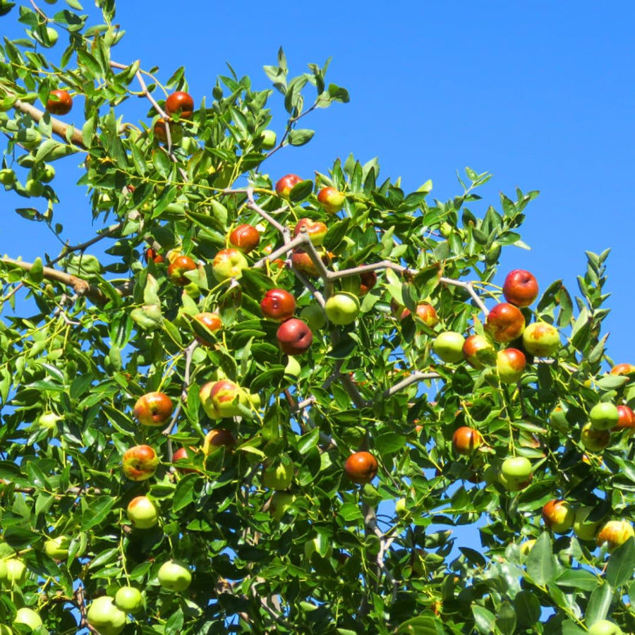 High Yield Li Jujube Tree Live Plant, 9 to 14 Inches in Tall Potted, Dormant in Winter