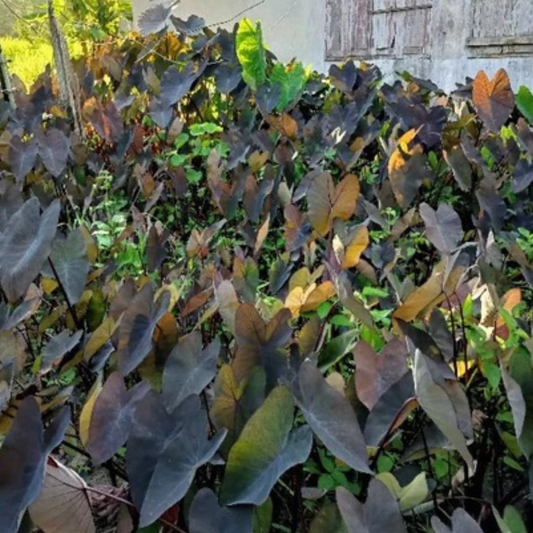 Elephant Ear Plants, Black Colocasia Plant, Colocasia Alocasia Esculenta Taro for Indoor Outdoor Gardens, Very Cold Hardy
