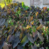 Elephant Ear Plants, Black Colocasia Plant, Colocasia Alocasia Esculenta Taro for Indoor Outdoor Gardens, Very Cold Hardy