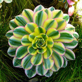 Aeonium Succulents Plant Live, Aeonium Plant in 4 Inc Pot (Yellow Green)