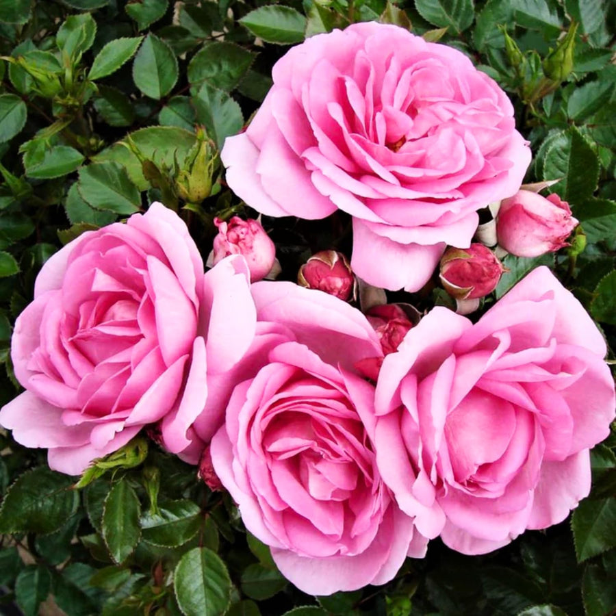 2 Rose Plants Live, Rose Bush Live Plants, Fragrant Rose Flowers, Well Rooted 5-10 Inch Tall, No Pot (Pink Rose)