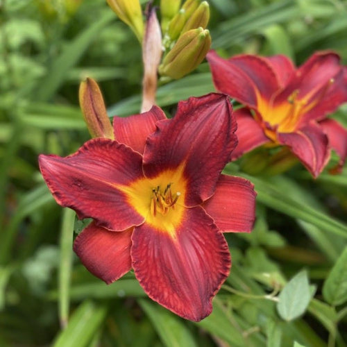 Red Daylily Roots, Live Reblooming Daylily Bare Root Perennial - 3 Roots for Planting Outdoor Garden Landscape