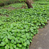 Pack 5 Wild Ginger Plants Live Bareroots, Ginger Live Plants, Ornamental Ginger Flowers