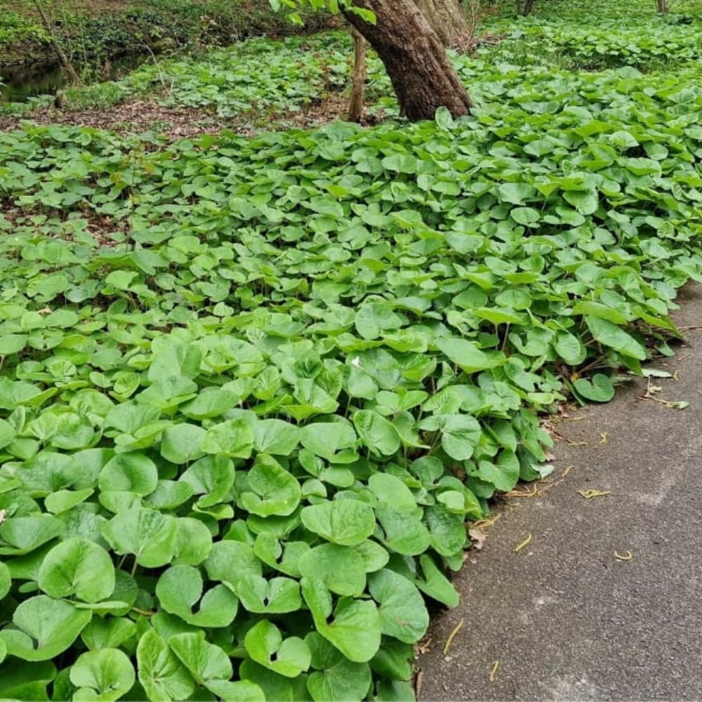 Pack 5 Wild Ginger Plants Live Bareroots, Ginger Live Plants, Ornamental Ginger Flowers