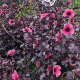 2 Hardy Hibiscus Plants Live, Hibiscus Flowers Plants Tree, 3 to 5Inc Long (Red Cranberry)