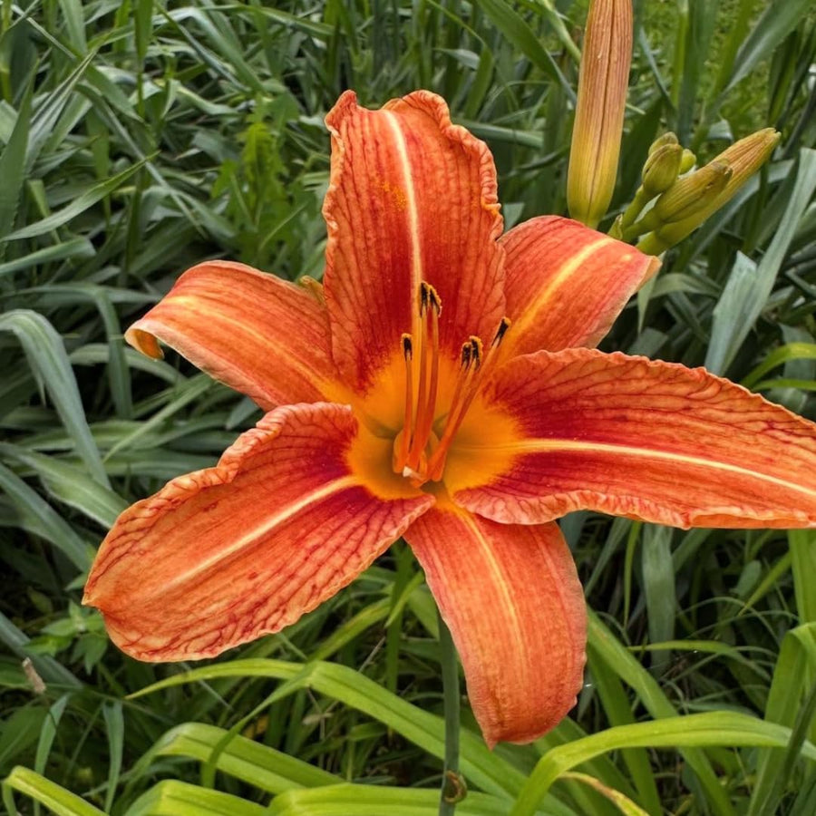 10 Wild Daylily Roots, Hardy Perennial Flower for Garden Beds and Borders Planting, Easy Care, Ready to Grow