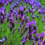 Lavender Plant Live, Purple Lavender Live Plant, Perennial Flower Herbs Plant Gardening 4 Inc Potted