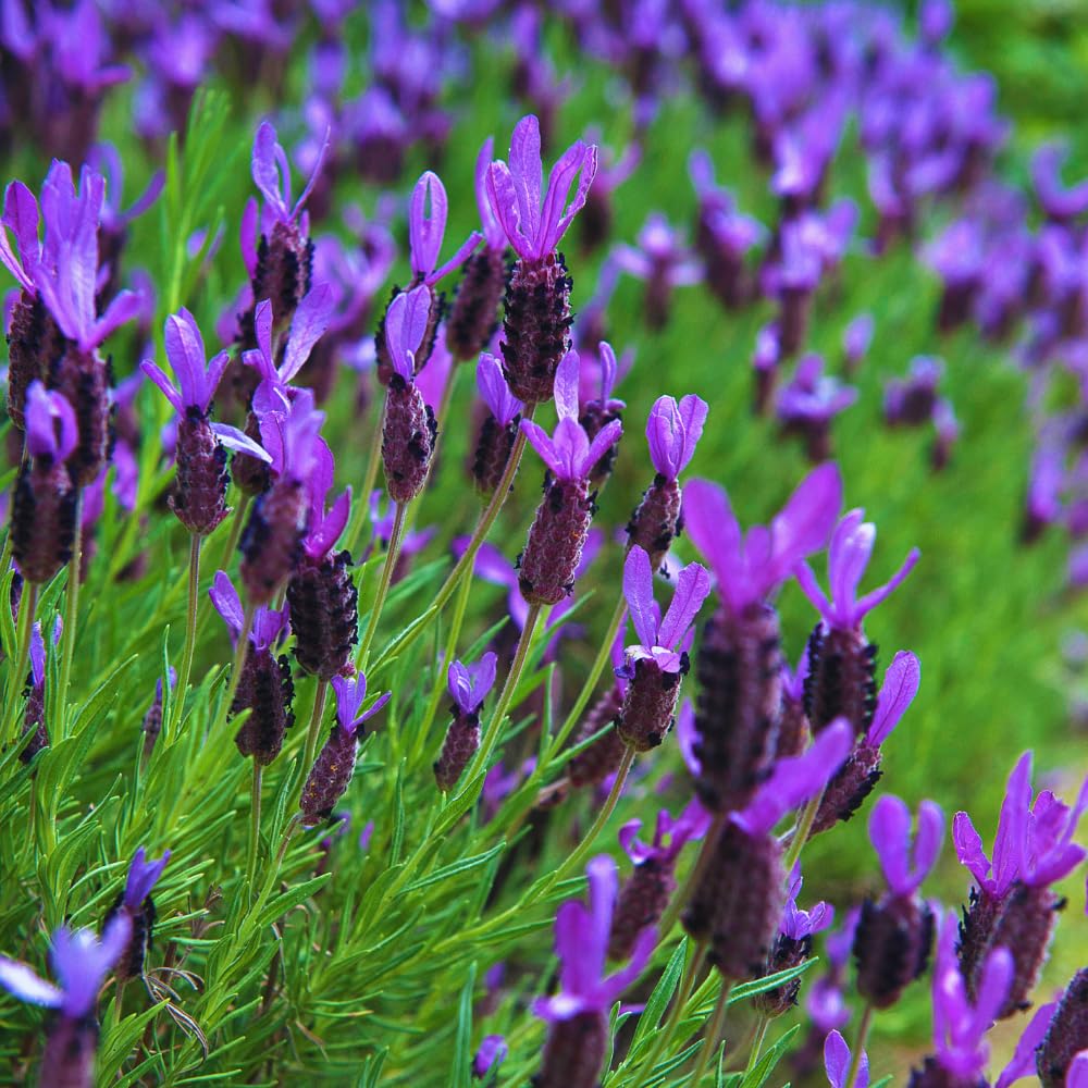 Lavender Plant Live, Purple Lavender Live Plant, Perennial Flower Herbs Plant Gardening 4 Inc Potted