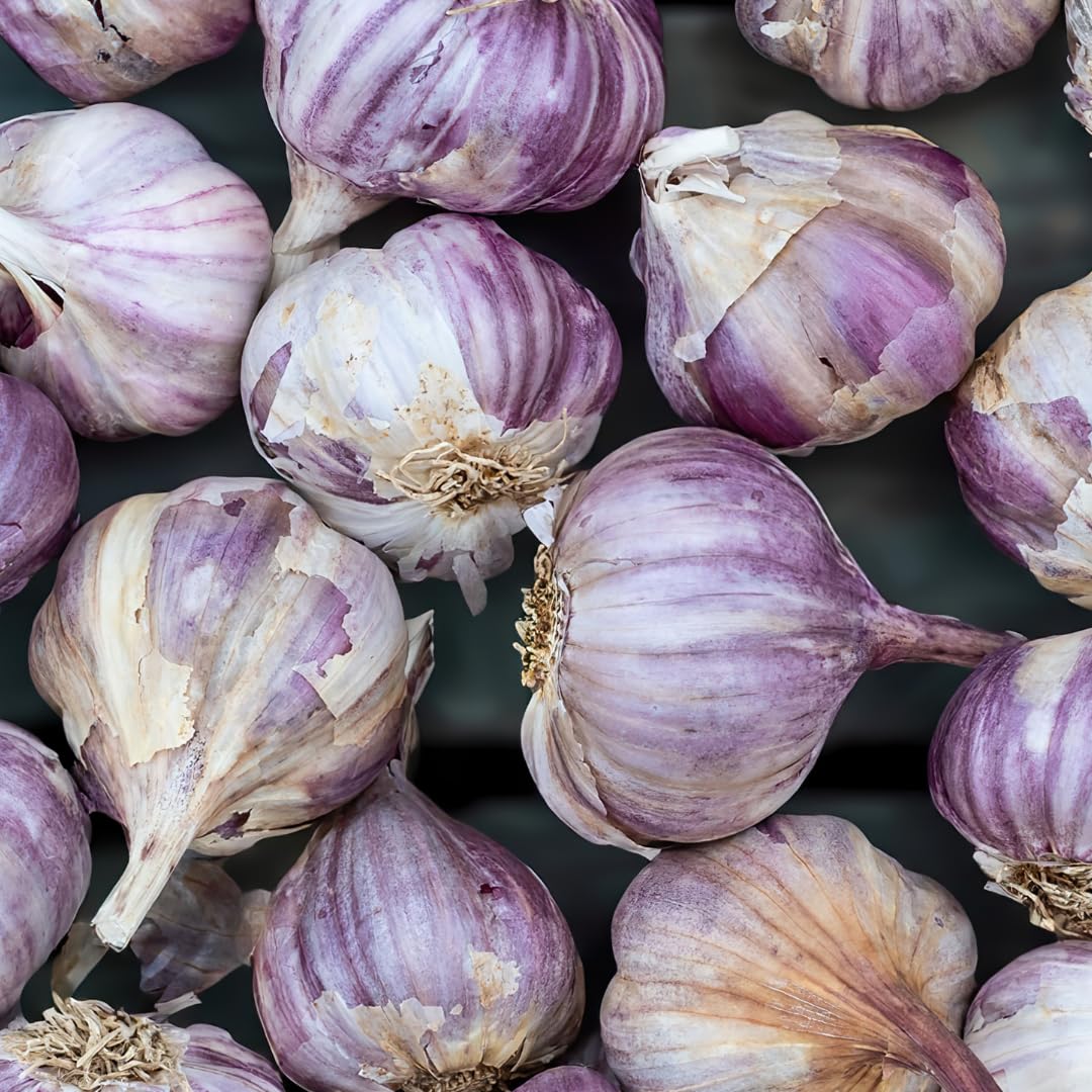 1 LB Jumbo Size Blue Music Garlic for Planting in Spring, Softneck Hardneck Garlic Bulbs for Planting, Fresh and High Yield, Cold Hardy, Fast-Growing, 5-6 Bulbs Garlic