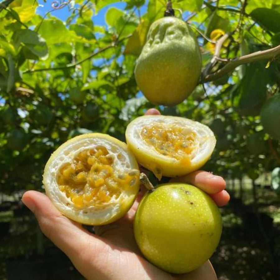 Passionfruit Live Plant 10-12″ Tall, Passion Fruit Vine, Fast Growing Tropical Vine, Outdoor or Container Growing (Yellow)