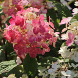 Fire Hydrangea Plant Live, in Quart Pot, 8-14" Tall Cold Hardy Hydrangea Flowering Shrub, Color Changing Flower
