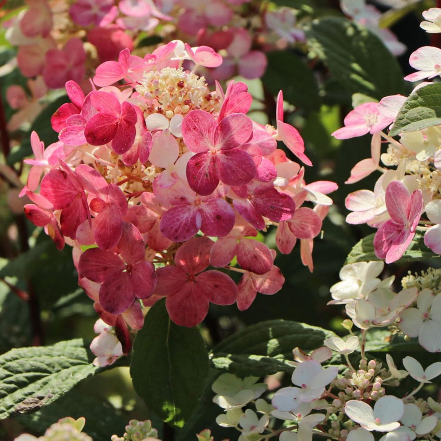 Fire Hydrangea Plant Live, in Quart Pot, 8-14" Tall Cold Hardy Hydrangea Flowering Shrub, Color Changing Flower