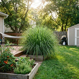 Set 250 Lemongrass Seeds, Lemongrass Seeds for Planting, Fragrant Herbs for Patio and Outdoor Garden