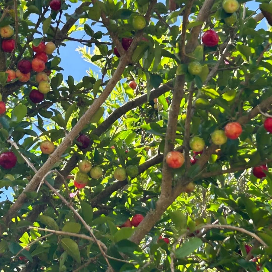 2 Acerola Barbados Cherry Trees Live Plant, 5-10 Inch Tall, Barbados Cherry Plants Live for Planting