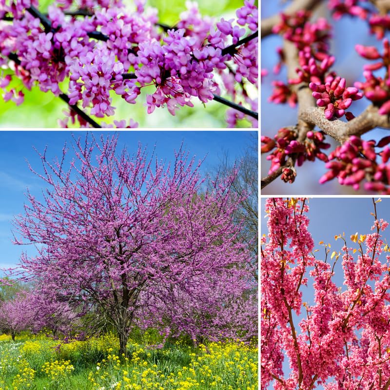 Eastern Redbud Tree Live Plant, Ornamental Pink Bloom Tree in Quart Pot for Outdoor Garden, Yard or Landscape Planting, 6-12 Inches
