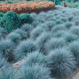 Set 2 Fescue Grass Plants Live, Ornamental Grasses Live Plants Perennial, No Pot, Live Grass Plant for Planting, 5-9" in Tall