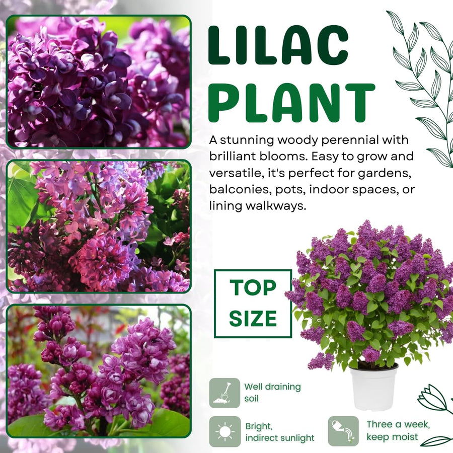 Purple Lilac Live Plant in 4″ Pot, Fragrant Spring Blooms, Hardy Fragrant Lilac Bushes for Outdoor Planting