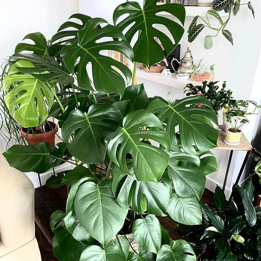 Philodendron Plant Live, Rare Tropical Variegated Live Indoor Houseplant for Home Office, 5-8" Tall, No Pot (Green Philodendron Plant)