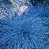 Fescue Colorgrass Ornamental Grasses Live Plants, Perennial 5-9" in Tall Live Blue Grass Plant for Planting, No Pot