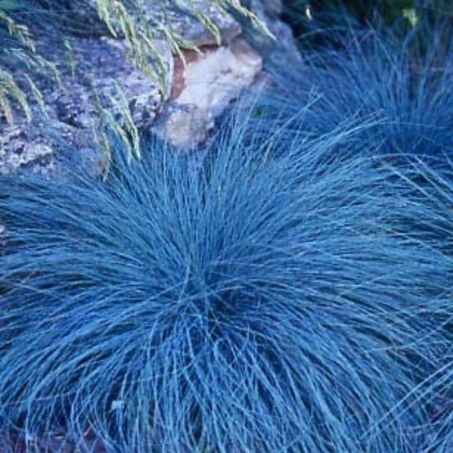 Fescue Colorgrass Ornamental Grasses Live Plants, Perennial 5-9" in Tall Live Blue Grass Plant for Planting, No Pot