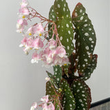 Begonias Plant Indoor, Begonia Plant Houseplant, Rare Begonias Live Plant 4 to 6 Inches Height No Pot (Green Polka Dot Leaf)
