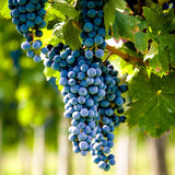 Grape Vine Plant Live for Planting Outdoor, Cold Hardy Grape Plant Live 1-2 Years Old, Well-Rooted Fruit Vine for Garden or Trellis (Blue Grape)