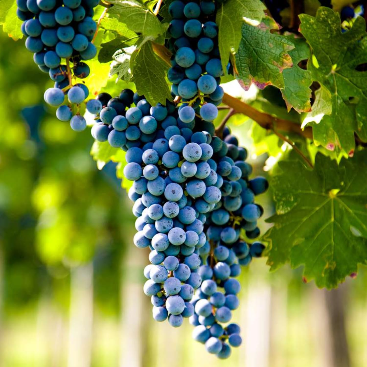Grape Vine Plant Live for Planting Outdoor, Cold Hardy Grape Plant Live 1-2 Years Old, Well-Rooted Fruit Vine for Garden or Trellis (Blue Grape)