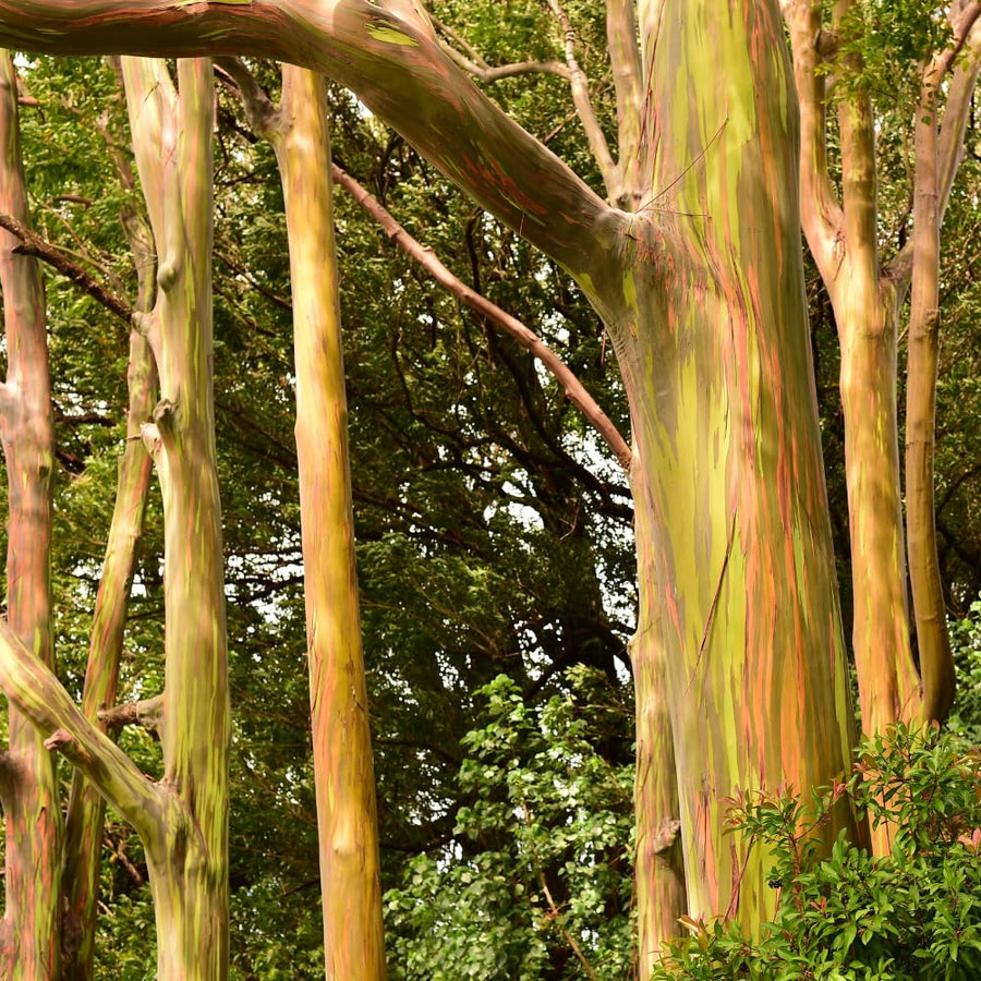 Eucalyptus Plant, Starter Eucalyptus Plant Live in 2.5" Pot, Cold Hardy, Fragrant Foliage, Ready to Grow Indoor Outdoor (Rainbow)