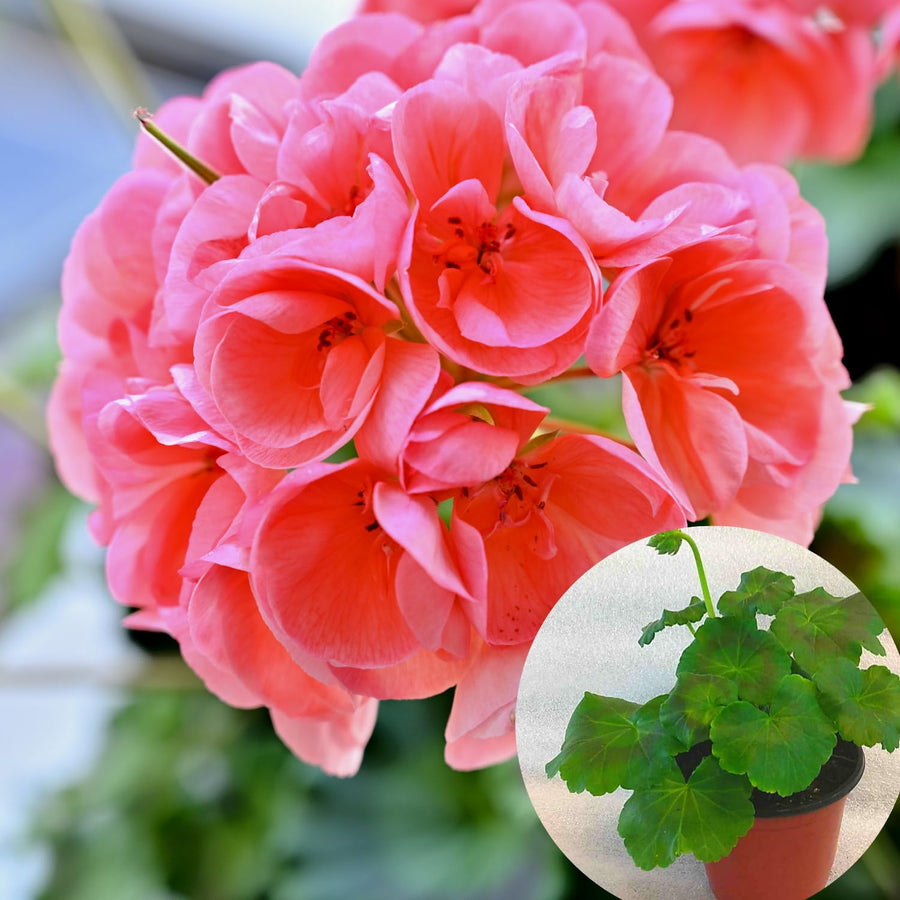 4 Geranium Plants Live, Live Geranium Plant, Salmon Geranium Flower Plants Indoor Outdoor, 4 to 8 Inches Tall