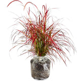 1 Ornamental Grass Plants Live Clumps - 8-12 Inc Tall - Red Purple Fountain Grasses Live Plants Perennial