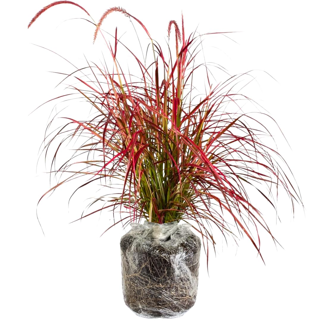 1 Ornamental Grass Plants Live Clumps - 8-12 Inc Tall - Red Purple Fountain Grasses Live Plants Perennial