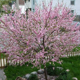 Pink Flowering Almond Shrub in Quart Pot - 6-12" Tall Flowering Almond Plant, Ornamental Flowering Bush for Garden, Borders and Landscape