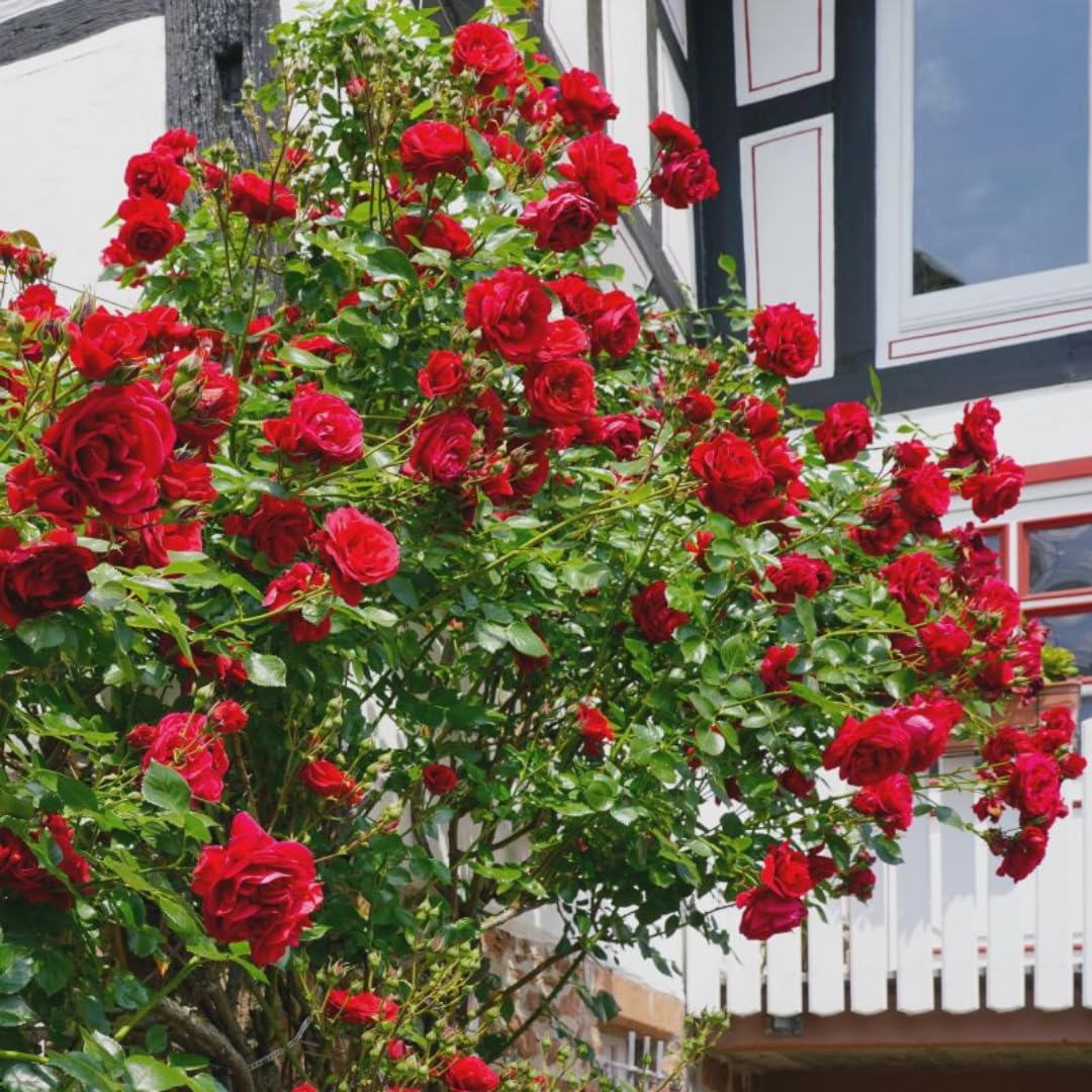 Rose Live Plant, Climbing Roses Plant Live, 5 to 8" Tall, 5 Months Old Fragrant Climber Plant for Planting, No Leaf, Trim Back, Well Rooted, Bare Root (Red)