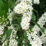 Set 2 Black Cherry Trees Live Plants, Sweet Cherry Plant Live Fruit Tree, 1-2 Feet Tall, Cherry Tree Plant for Planting, Bareroots