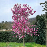 Ann Magnolia Tree Live Plant in 2.5 Inches Pot, Dormant in Winter, 6-12 Inches in Tall, Ornamental Spring Flowering Tree, Outdoor