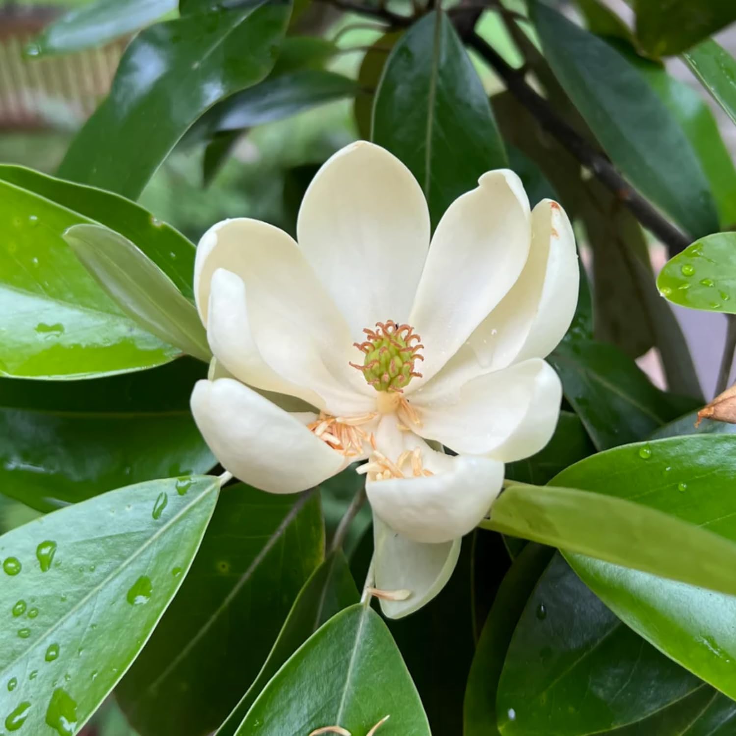 Sweetbay Magnolia Plant Live 8-14 Inch Tall, Fragrant Magnolia Bush Live Plant, Magnolia Flowers for Enhancing Your Garden