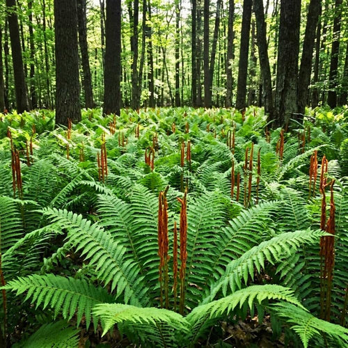 5 Cinamon Fern Rhizomes Live Plants for Planting, Ferns Live Plants Outdoors Indoors Full Shade, Bare Roots, Fast-Growing