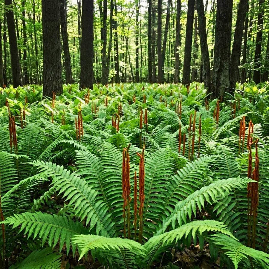 5 Cinamon Fern Rhizomes Live Plants for Planting, Ferns Live Plants Outdoors Indoors Full Shade, Bare Roots, Fast-Growing