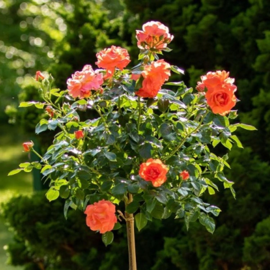 2 Rose Plants Live, Rose Bush Live Plants, Fragrant Rose Flowers, Well Rooted 5-10 Inch Tall, No Pot (Orange Rose)