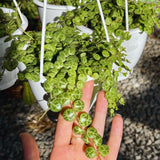 String of Turtles Live Plant, Succulent Plants Live, 3 Inc Potted, String of Turtles Plant