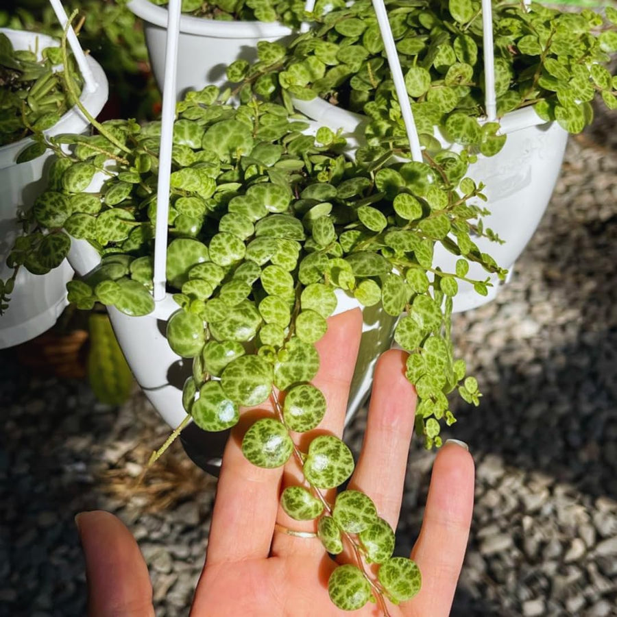 String of Turtles Live Plant, Succulent Plants Live, 3 Inc Potted, String of Turtles Plant